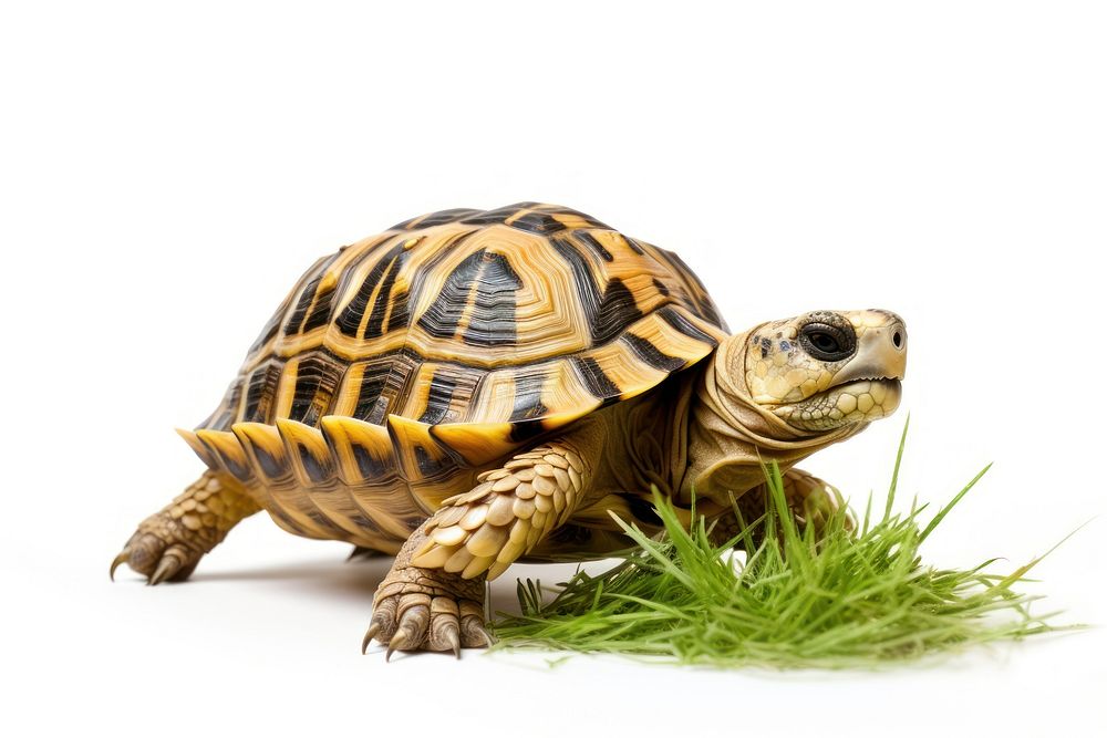 Tortoise reptile animal grass. AI generated Image by rawpixel.