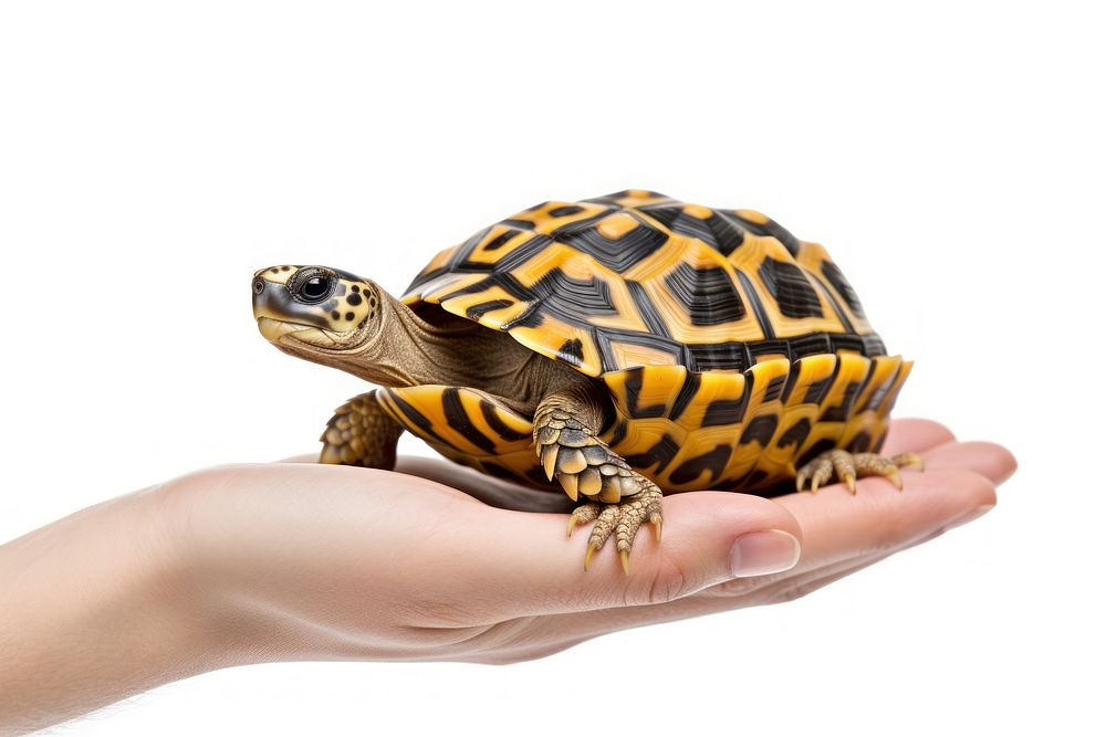 Tortoise reptile animal hand. AI generated Image by rawpixel.