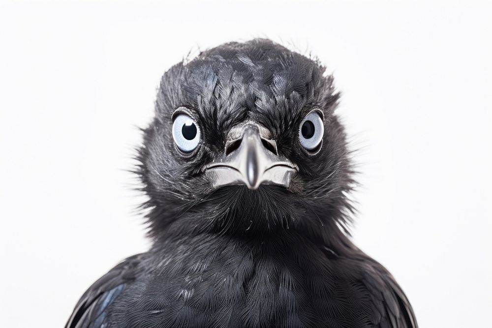 Bird animal beak eye. AI generated Image by rawpixel.