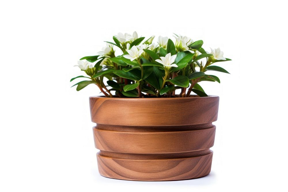 Flower flowerpot plant leaf. AI generated Image by rawpixel.