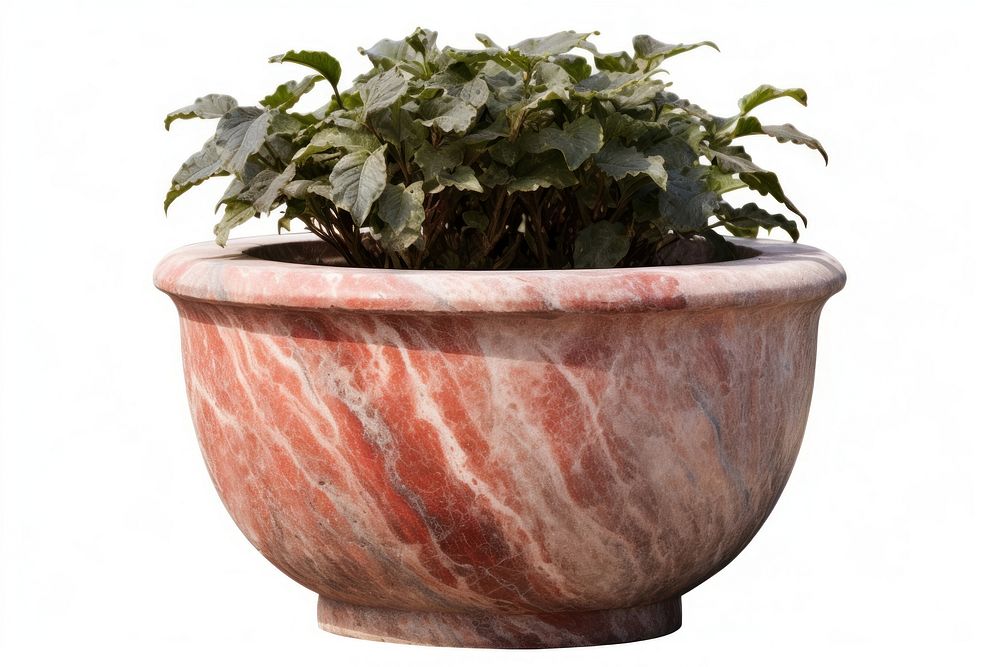 Flowerpot plant vase white background. AI generated Image by rawpixel.