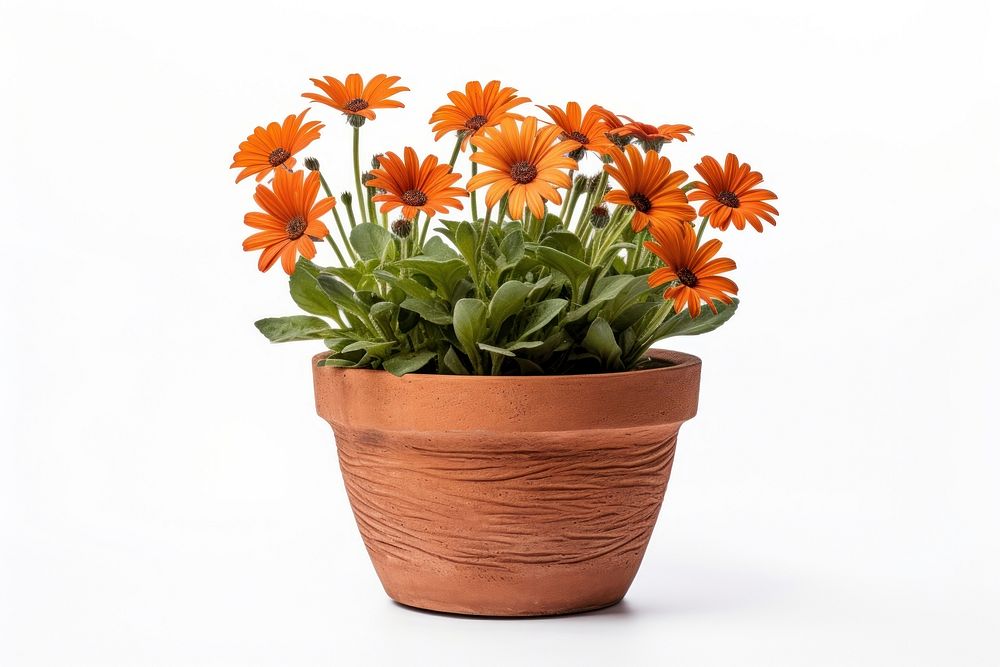 Flower flowerpot plant white background. AI generated Image by rawpixel.