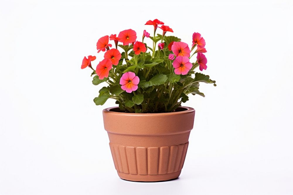 Flower flowerpot plant white background. 