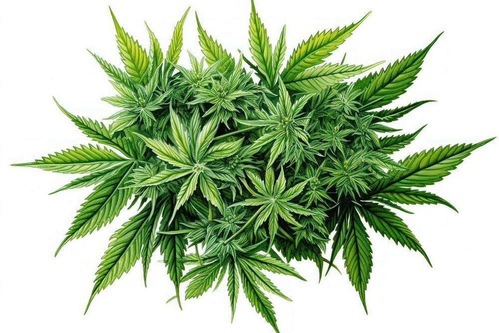 Cannabis plant herbs leaf. 