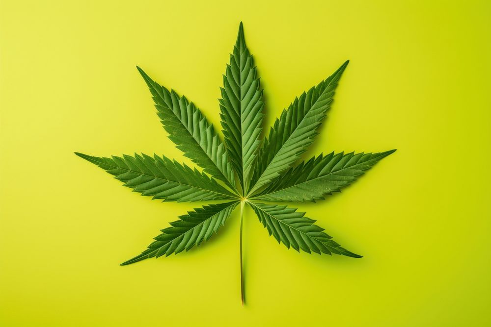 Leaf cannabis green plant. AI generated Image by rawpixel.