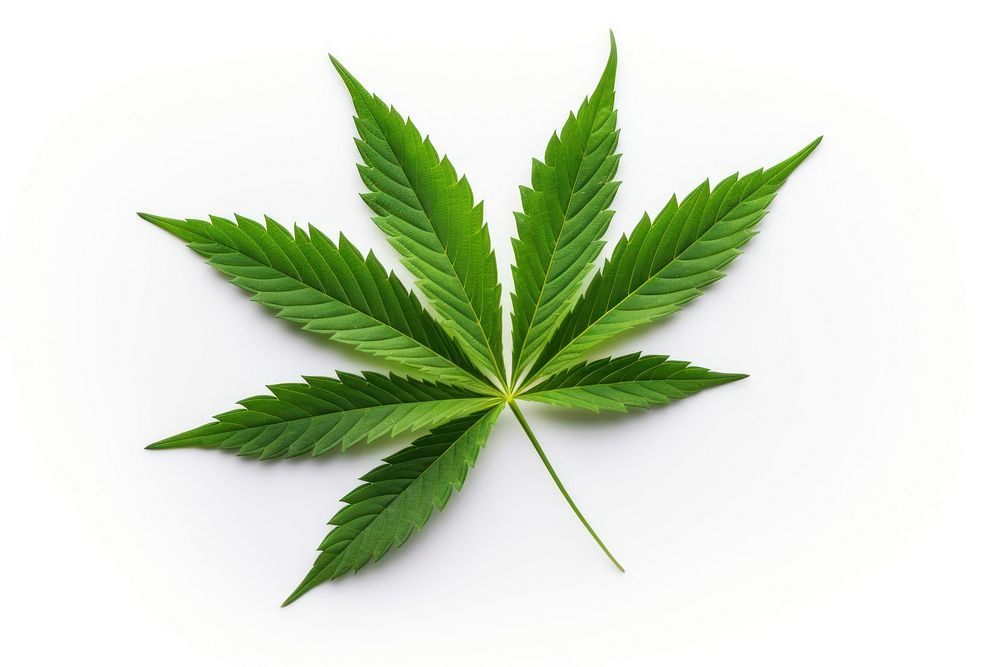 Leaf cannabis plant herbs. AI generated Image by rawpixel.