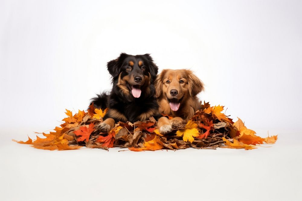 Dog mammal animal autumn. AI generated Image by rawpixel.