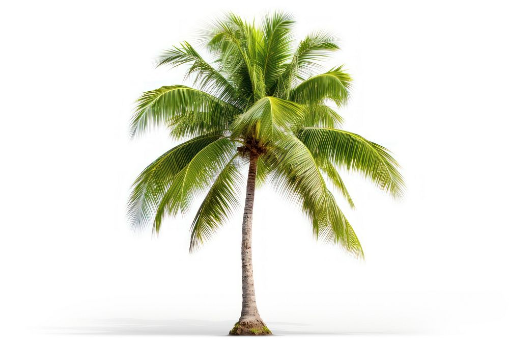 Tree coconut plant leaf. AI generated Image by rawpixel.