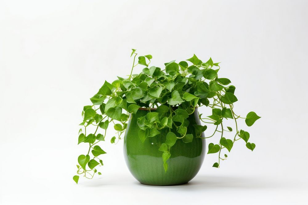 Plant herbs leaf studio shot. AI generated Image by rawpixel.