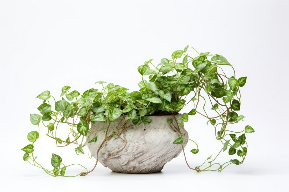 Plant leaf vine white background. 