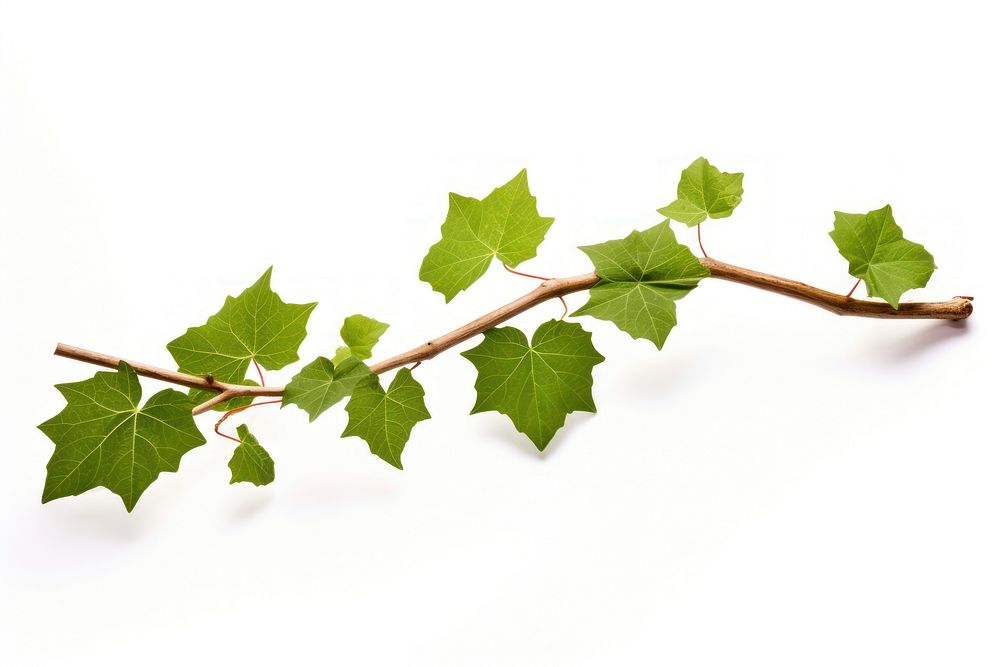 Plant leaf tree vine. AI generated Image by rawpixel.