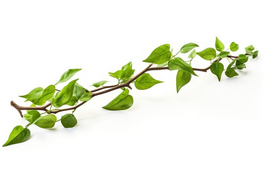 Plant herbs leaf vine. AI generated Image by rawpixel.