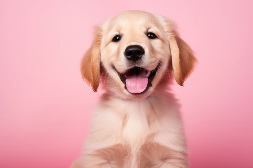 Puppy retriever mammal animal. AI generated Image by rawpixel.