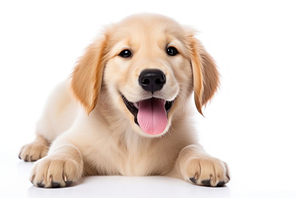 Puppy smiling mammal animal. AI generated Image by rawpixel.