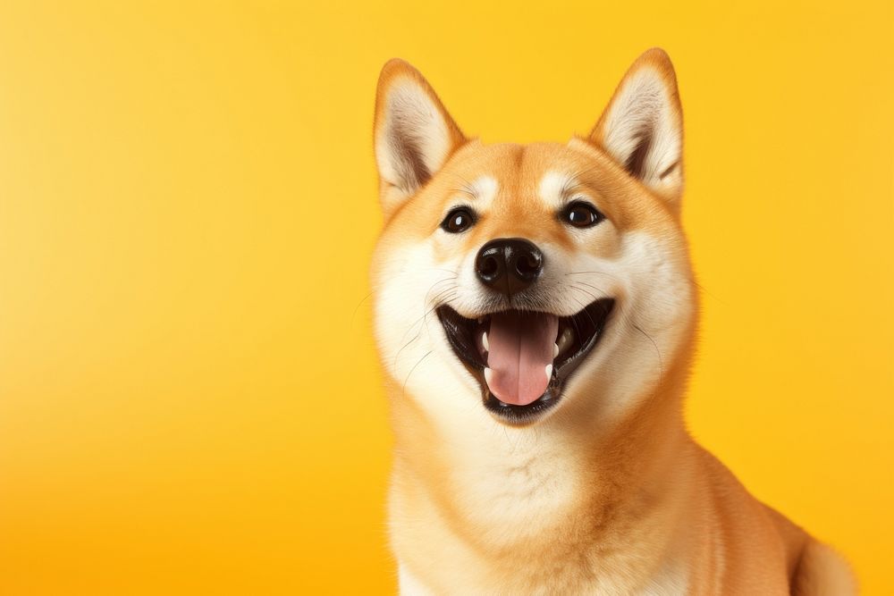 Dog mammal animal yellow. 