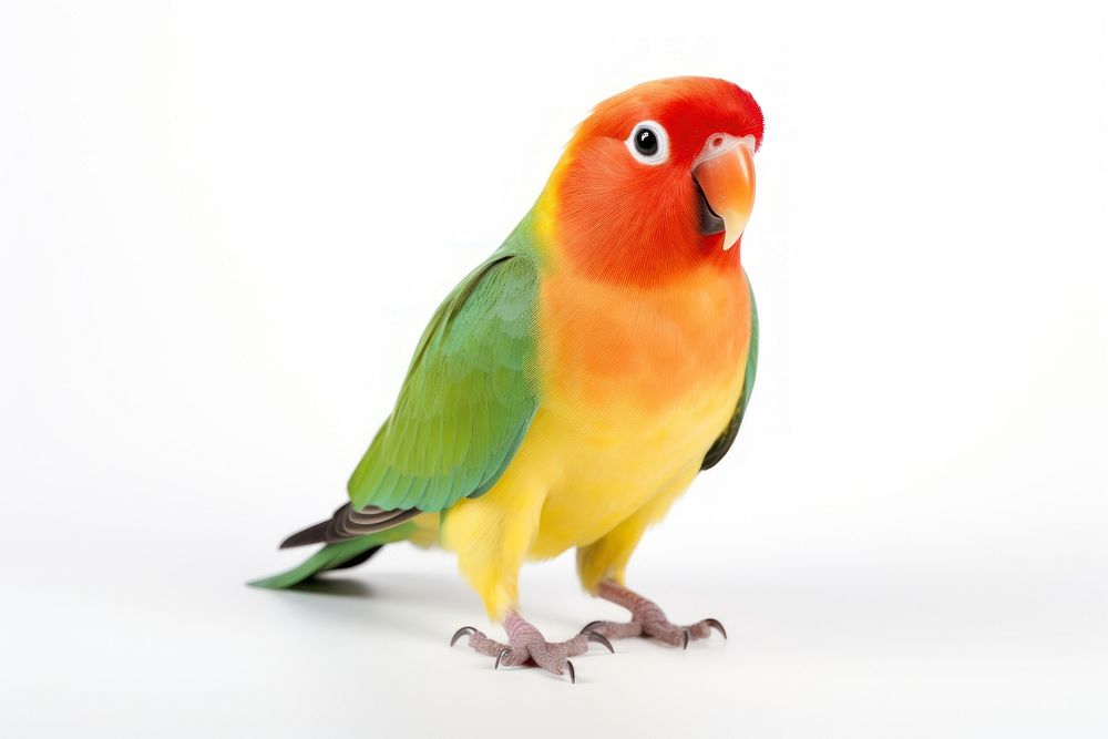 Bird lovebird parrot animal. AI generated Image by rawpixel.