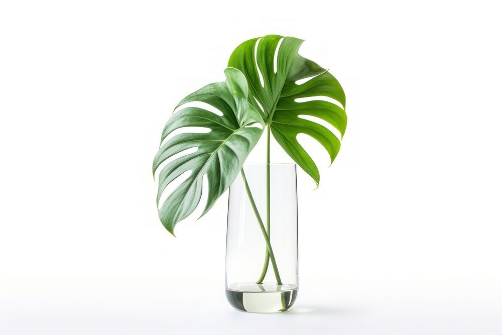 Leaf plant glass vase. AI generated Image by rawpixel.