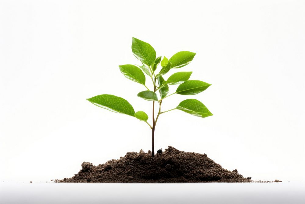 Plant leaf soil white background. AI generated Image by rawpixel.