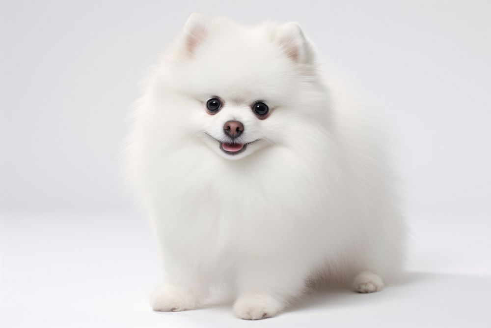 Dog pomeranian mammal animal. 