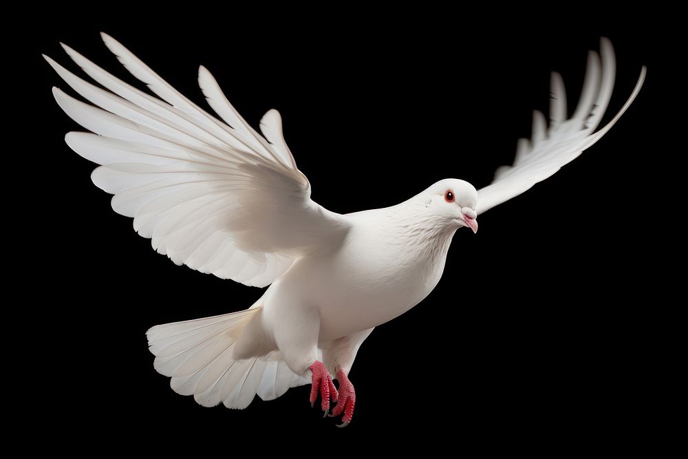 White pigeon animal flying bird. AI generated Image by rawpixel.