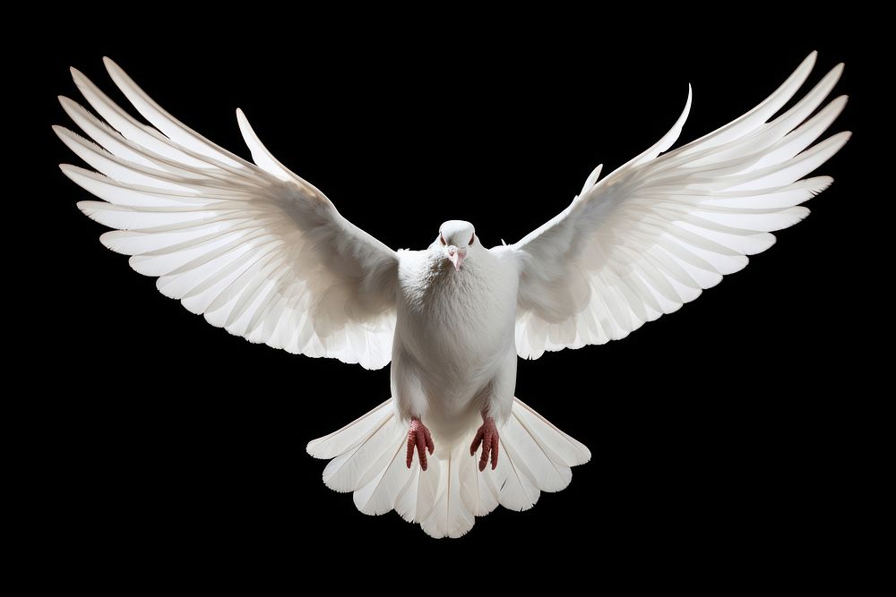 White pigeon animal flying bird. | Premium Photo - rawpixel