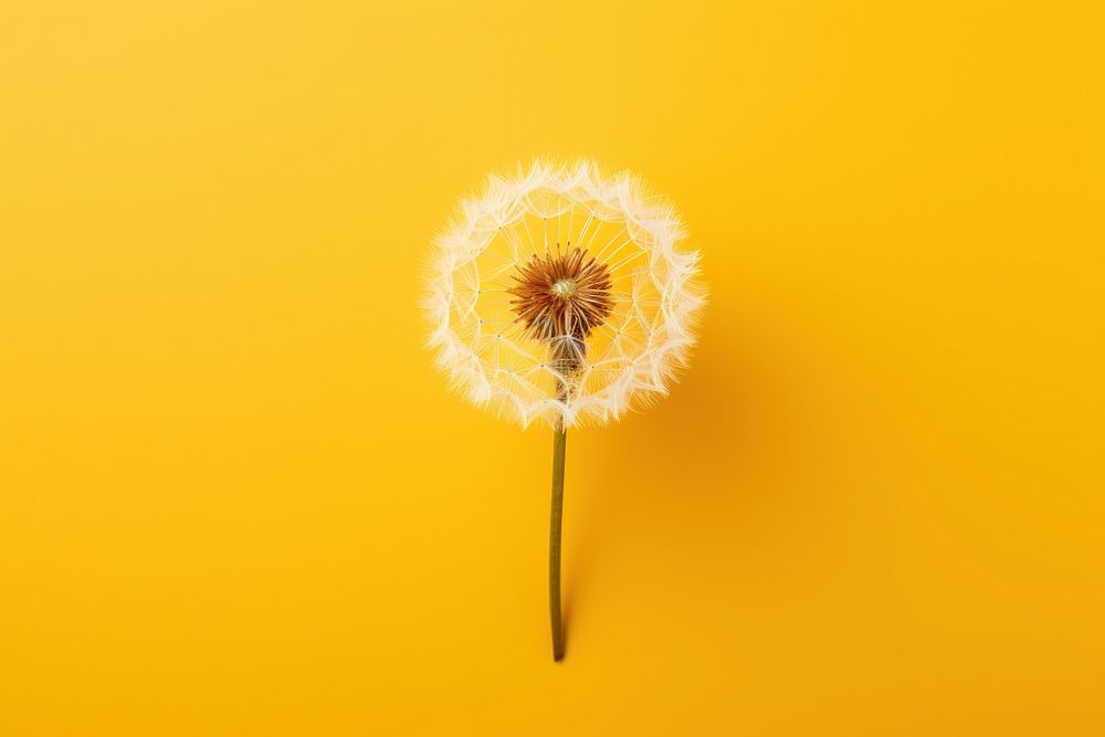 Dandelion plant flower inflorescence. AI generated Image by rawpixel.