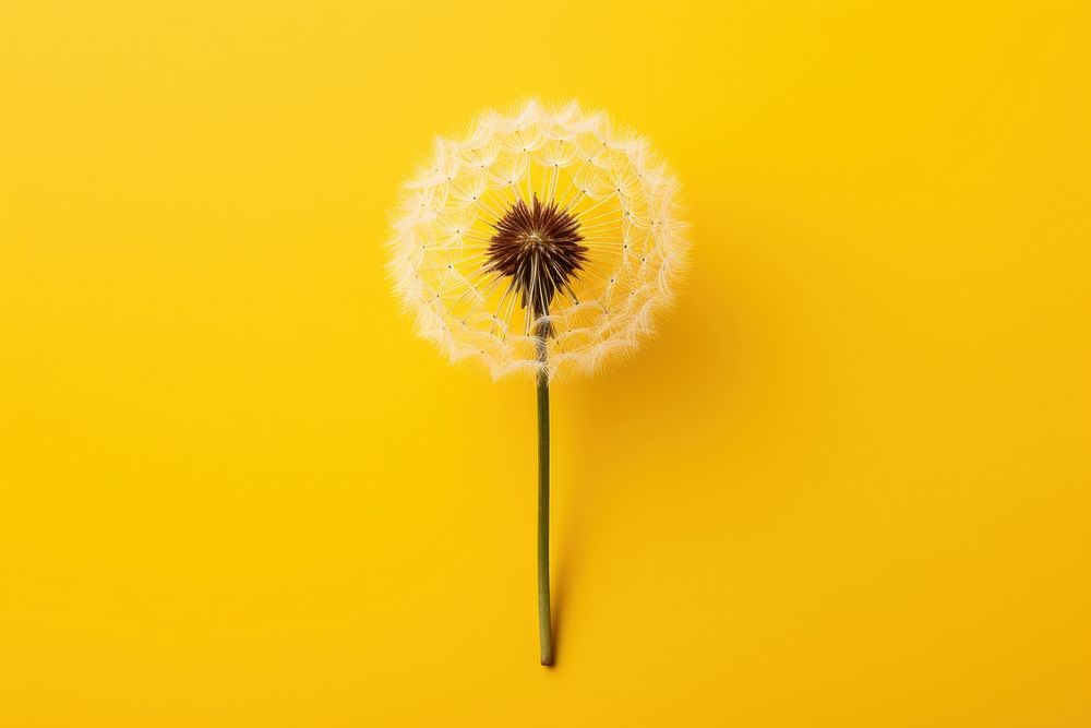 Plant dandelion flower inflorescence. AI generated Image by rawpixel.