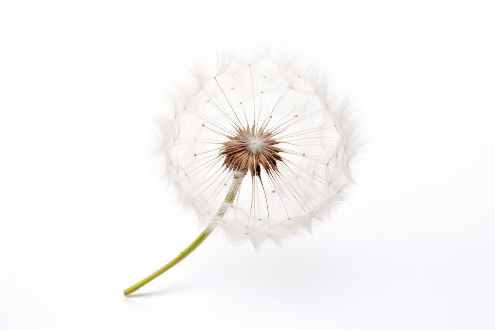 Dandelion plant flower white. AI generated Image by rawpixel.