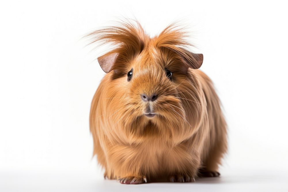 Hamster mammal animal rodent. AI generated Image by rawpixel.