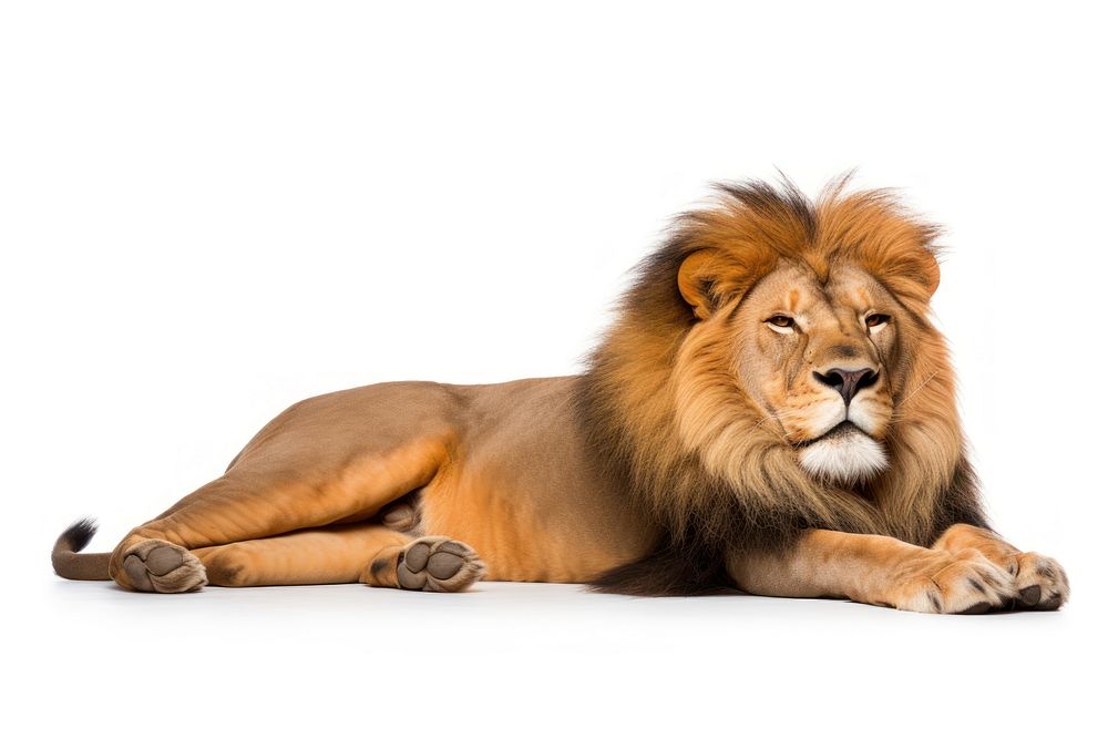Wildlife mammal animal lion. AI generated Image by rawpixel.