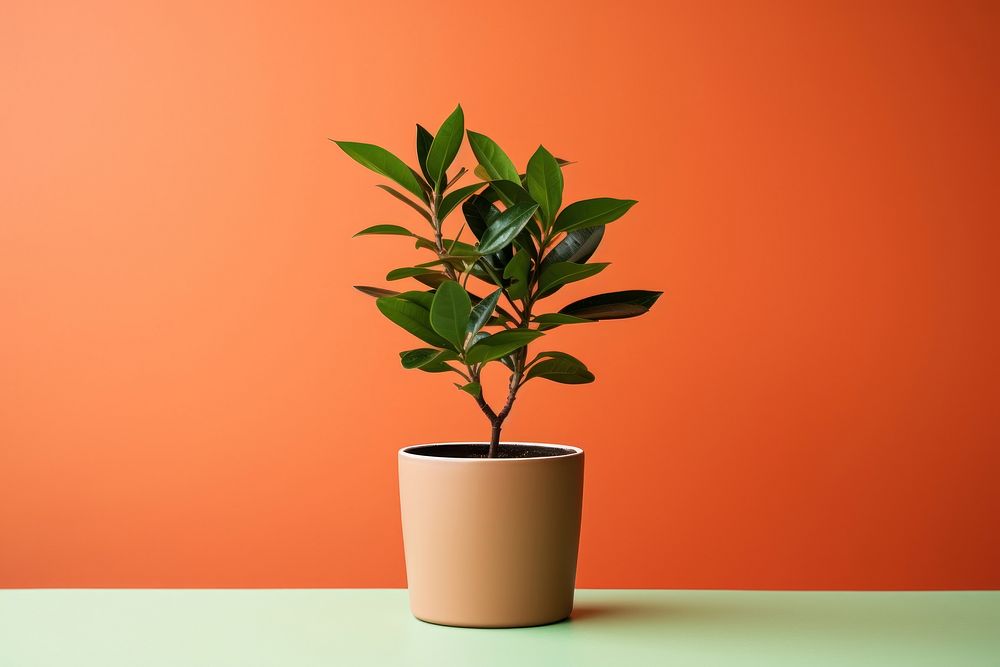 Plant bonsai leaf tree. 