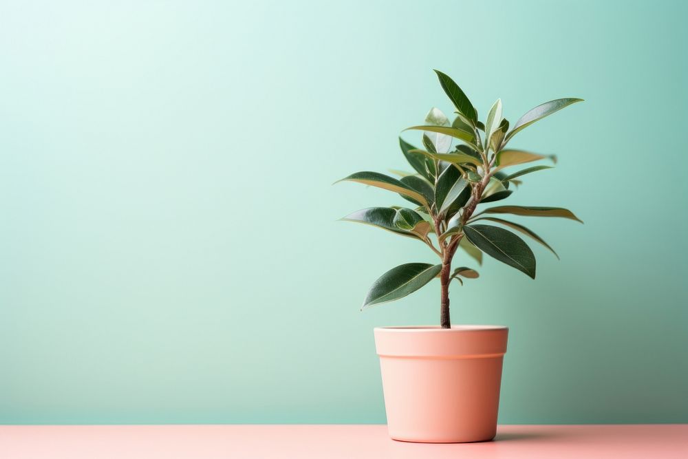 Plant bonsai leaf pot. 