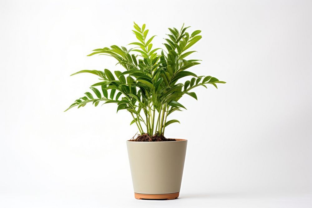 Plant leaf white background potted plant. AI generated Image by rawpixel.