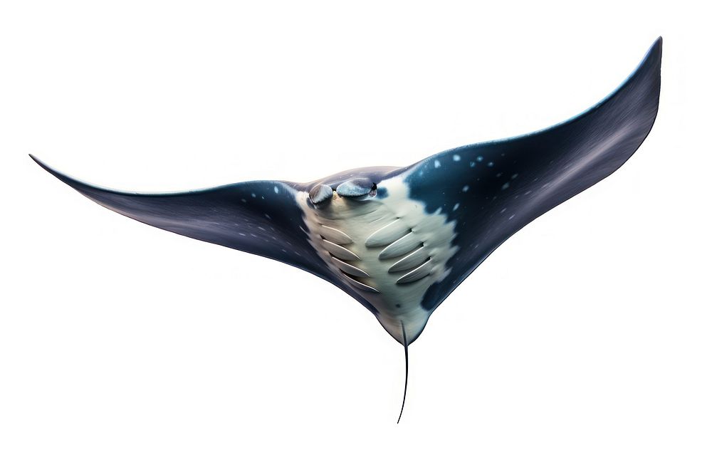 Manta ray animal white background wildlife. AI generated Image by rawpixel.