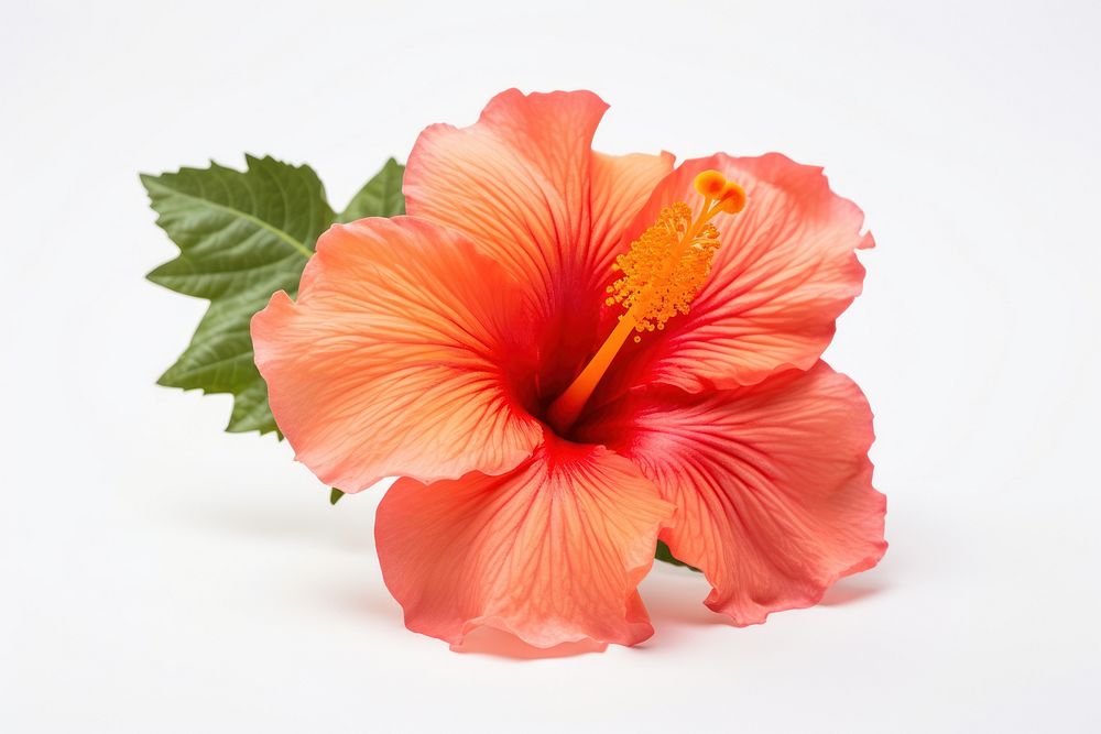 Tropical flower hibiscus plant rose. AI generated Image by rawpixel.