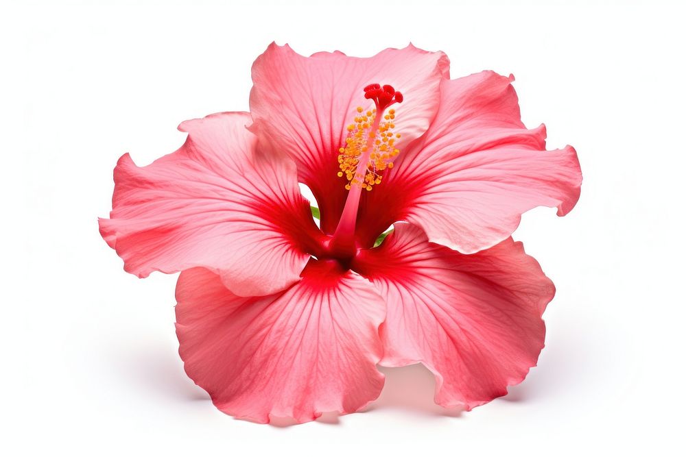 Tropical Hibiscus flower hibiscus blossom petal. AI generated Image by rawpixel.