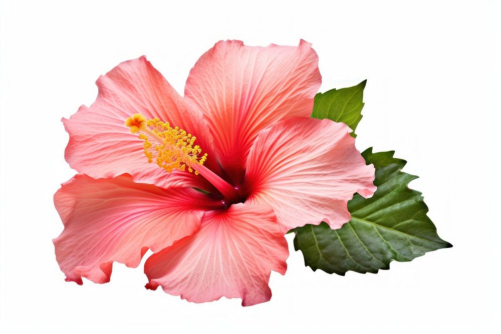 Tropical Hibiscus flower hibiscus blossom plant. AI generated Image by rawpixel.