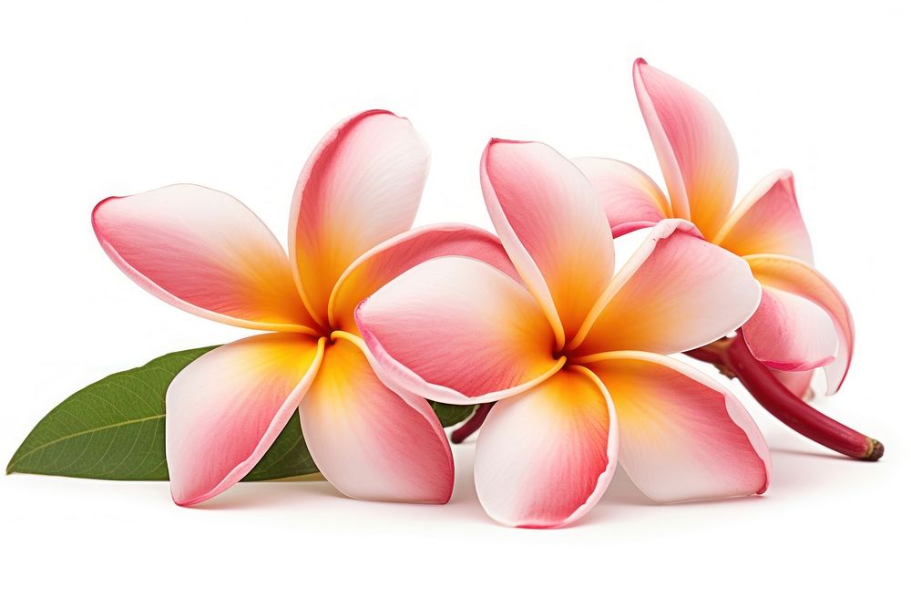 Tropical Plumeria flower petal plant white background. 