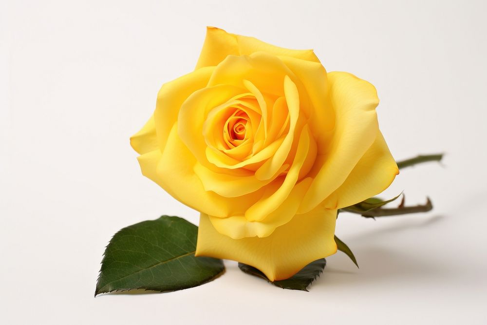 Yellow rose flower petal plant. AI generated Image by rawpixel.