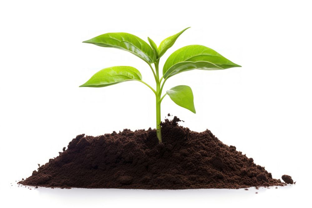 Plant soil leaf white background. AI generated Image by rawpixel.