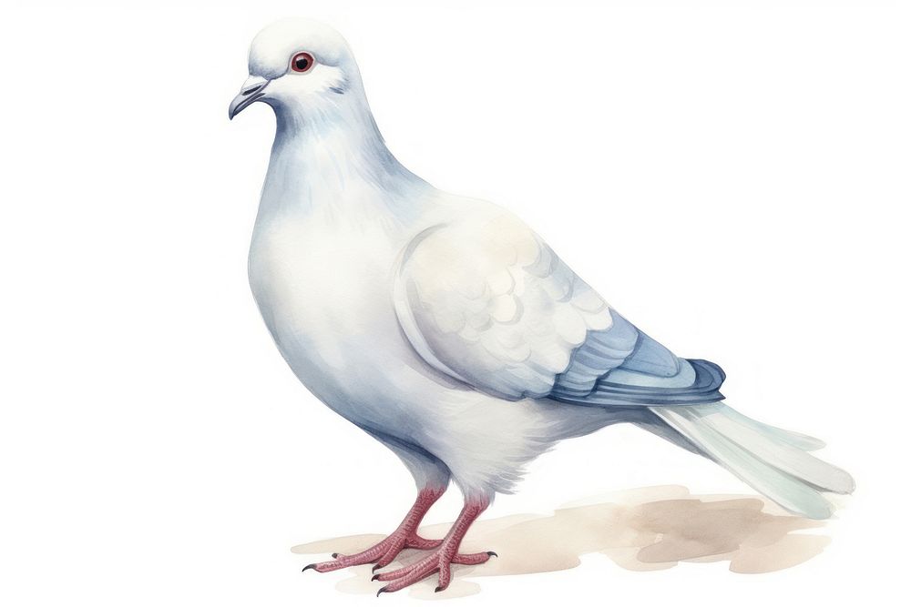 Animal pigeon white bird. AI generated Image by rawpixel.