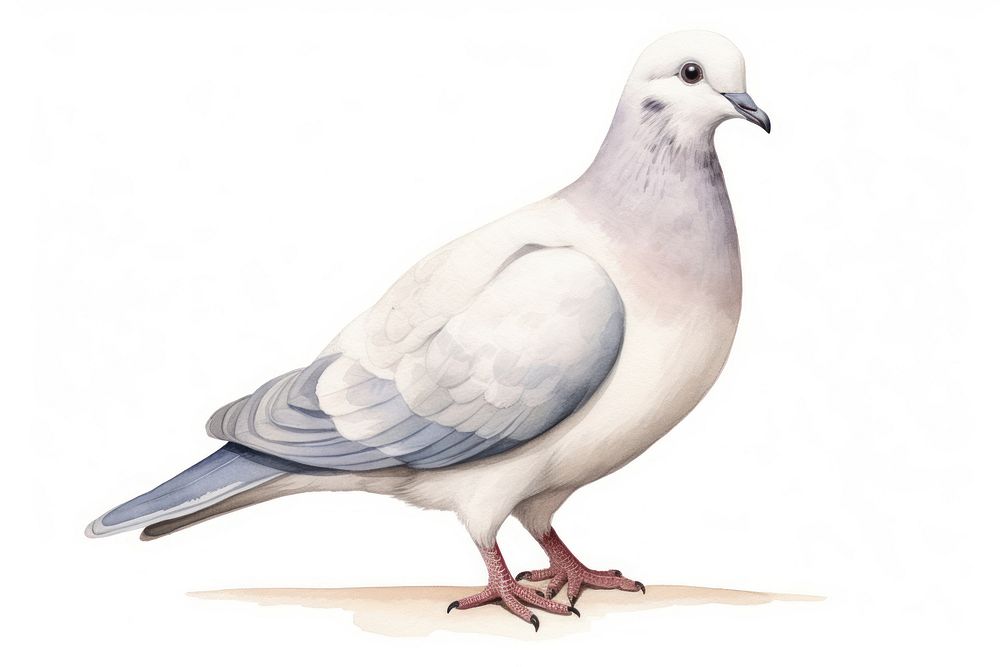 Animal pigeon white bird. AI | Free Photo Illustration - rawpixel