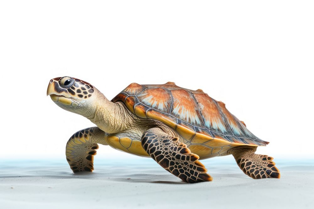 Reptile animal turtle white background. AI generated Image by rawpixel.