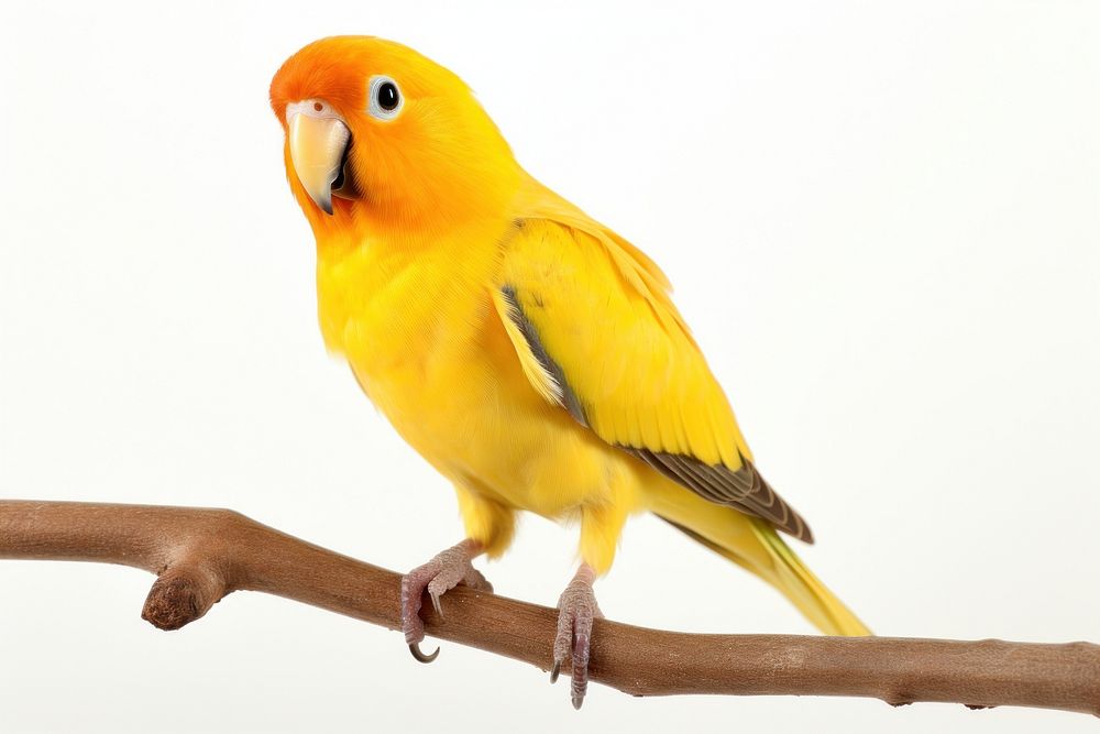 Bird lovebird animal parrot. AI generated Image by rawpixel.