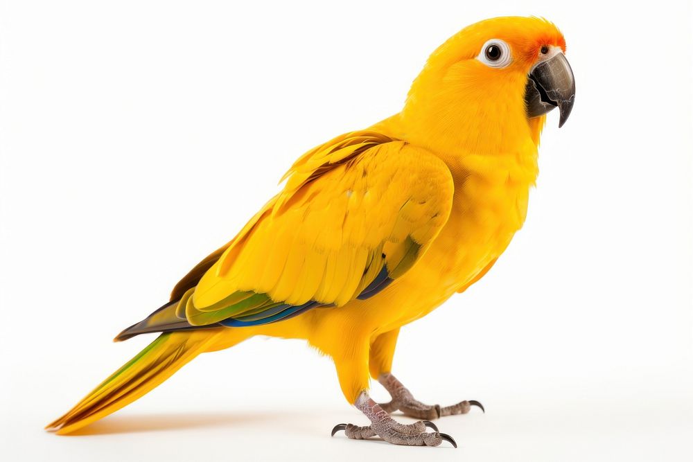 Parrot animal yellow bird. 