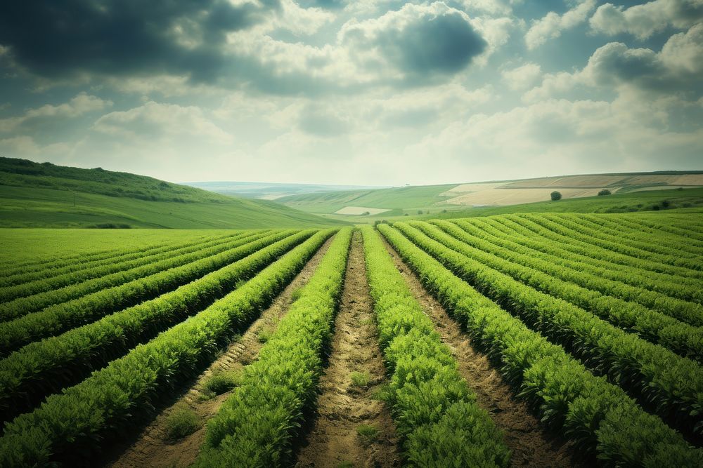 Field agriculture outdoors horizon. AI generated Image by rawpixel.