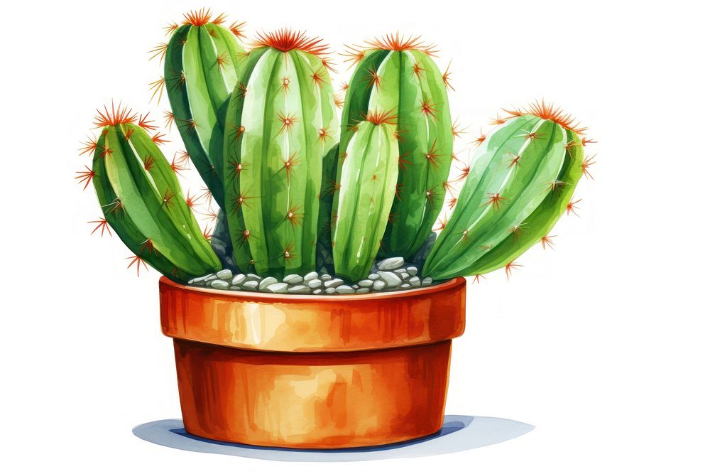 Cactus plant white background potted plant. AI generated Image by rawpixel.