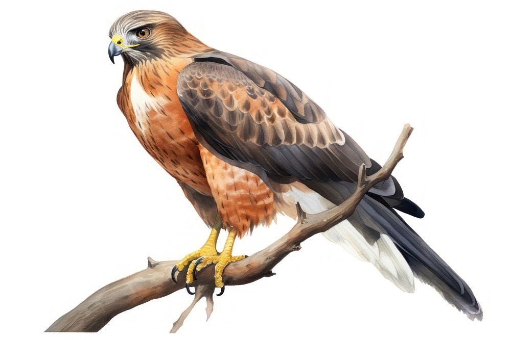 Buzzard animal beak bird. AI generated Image by rawpixel.