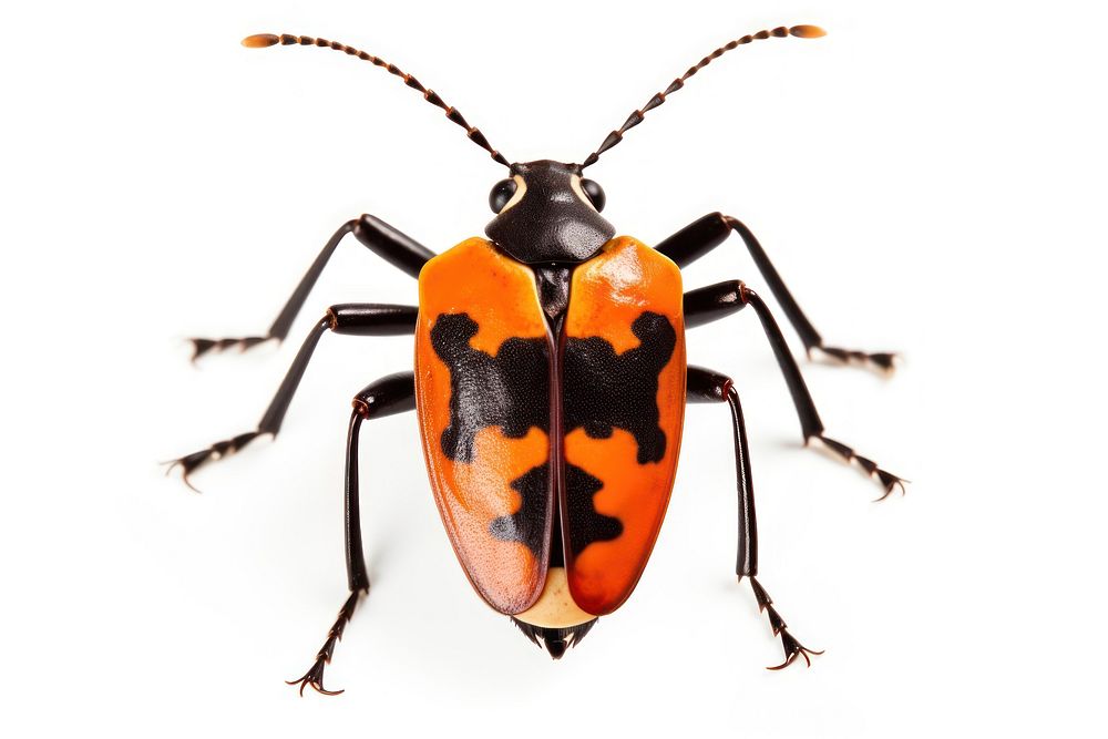 Animal insect white background invertebrate. AI generated Image by rawpixel.