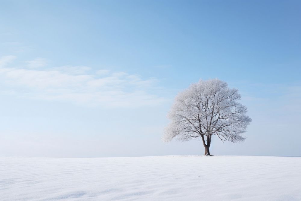 Landscape outdoors nature winter. 